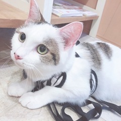 2018.9.18生まれの女の子です🐱