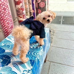 ワンコ浴衣SSサイズ・ハンドメイド　一度のみ使用の画像