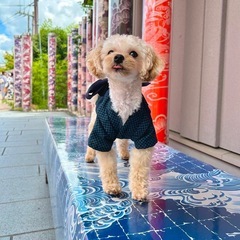 ワンコ浴衣SSサイズ・ハンドメイド　一度のみ使用