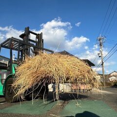 わら　藁　軽トラック 一杯くらい(２×1.4×0.3ｍ)　園芸　...