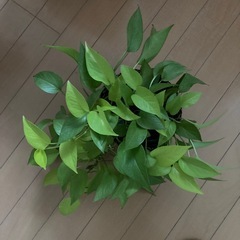 観葉植物　
ポトス　ライム