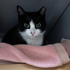 幼い母娘猫さん