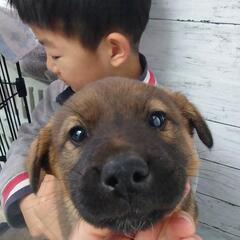 雑種　犬　生後2ヶ月半ほど　2025/01/07　3.7キログラム