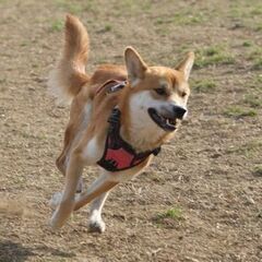 柴犬風味の若い男のコ。素直で純朴、ややヘタレな面もありますが、基本明るく元気いっぱい、空気が読める賢いコです。 - 高槻市