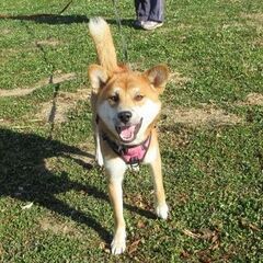 柴犬風味の若い男のコ。素直で純朴、ややヘタレな面もありますが、基本明るく元気いっぱい、空気が読める賢いコです。 − 大阪府