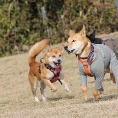 柴犬風味の若い男のコ。素直で純朴、ややヘタレな面もありますが、基本明るく元気いっぱい、空気が読める賢いコです。 - 犬