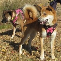 柴犬風味の若い男のコ。素直で純朴、ややヘタレな面もありますが、基本明るく元気いっぱい、空気が読める賢いコです。 - 里親募集