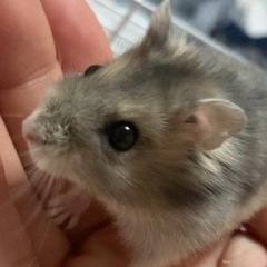 ジャンガリアンハムスター