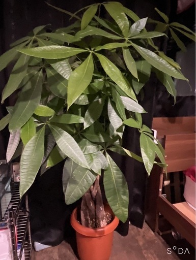 観葉植物　パキラ　編み込みパキラ