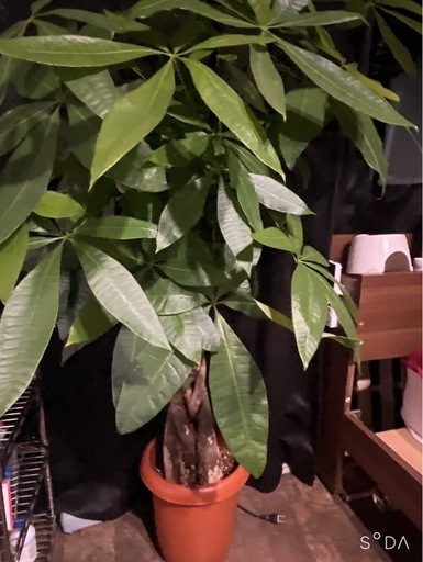 観葉植物　パキラ　編み込みパキラ