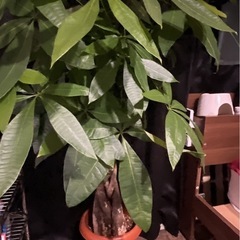 観葉植物　パキラ　編み込みパキラ
