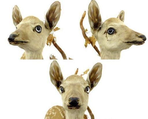 北海道 千歳市/恵庭市  北海剥製標本社 小鹿 剥製 鑑賞 オブジェ インテリア 台座あり はく製 シカ バンビ｜収納しやすい・通学向けでも使える 正規品 匿名配送 ケラ 蓋付きランドリーボックス Alvaro 23072 [振込不可]