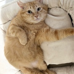 ❤️🐈ふれあい🐈保護猫譲渡会🐈❤️ - その他