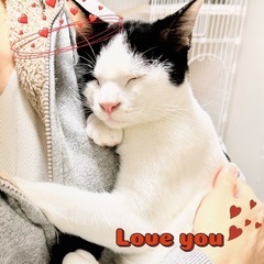 ❤️🐈ふれあい🐈保護猫譲渡会🐈❤️ - イベント