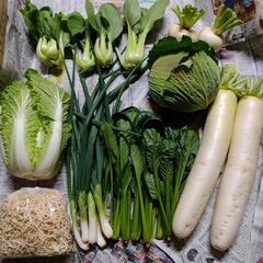 お野菜たっぷり９点