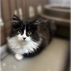 ノルウェージャン風‼️長毛仔猫