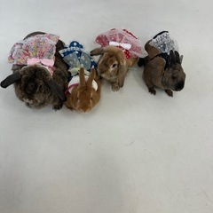 長毛猫を家族に迎えたい