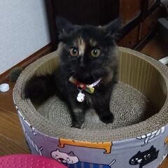 募集を一旦停止します。かわいい💕サビの長毛モフモフの女の子。4ヶ...