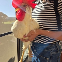 ニワトリ1 − 奈良県