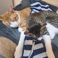 野良猫を保護してます