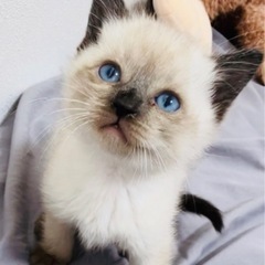 子猫のケージ、毛布、用品、など