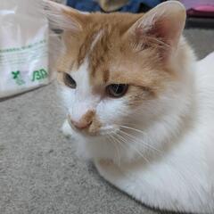 生後6ヶ月 オス猫のミルク君です♡
