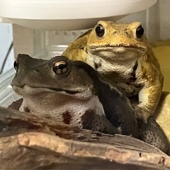 ヒキガエル2匹(ミヤコヒキガエル、アズマヒキガエル)