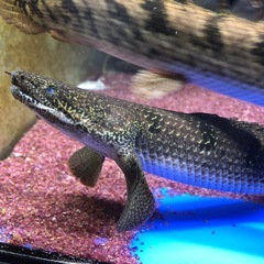 ポリプテルス　デルヘッジの画像