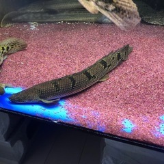 ポリプテルス　デルヘッジの画像