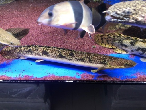 ポリプテルス　ブティコフェリー