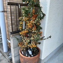 ピラカンサ　高さ145センチ　