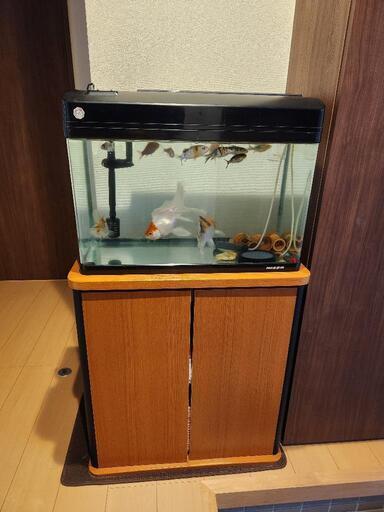 総額3万以上 アクアリウム 水槽 セット