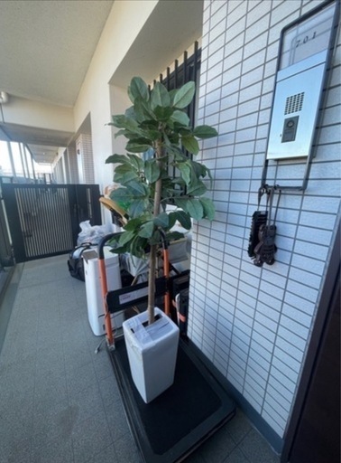 ニトリフェイクグリーン6本で¥6000！定価¥40000