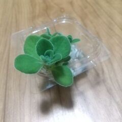 多肉植物
