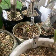 【20%オフ　6/15】【20%オフ　5/15】タリナム　パニクラツム　塊根植物　観葉植物　ビザールプランツ　入門種の画像