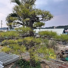 松
の画像