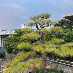 松
の画像