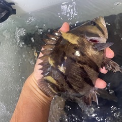 ダトニオ　スタイル抜群です！
