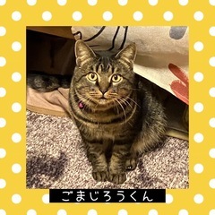 ずっとのお家が決まりました🩷ごまじろう