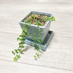観葉植物　ペペロミア・ イザベラ