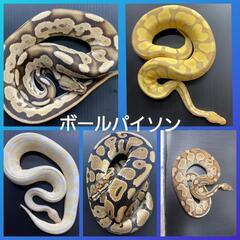 ボールパイソン入荷しております🐍