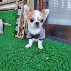チワワ 8歳