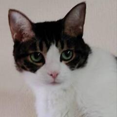 にゃんこサークルで猫のお悩み相談しませんか😺 - 広島市