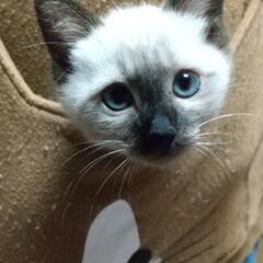 にゃんこサークルで猫のお悩み相談しませんか😺