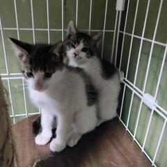 にゃんこサークルで猫のお悩み相談しませんか😺 − 広島県