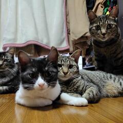 にゃんこサークルで猫のお悩み相談しませんか😺 - メンバー募集