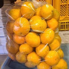 【値下げ】5kg　伊木力佐瀬みかん