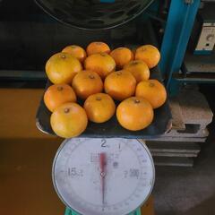 【値下げ】5kg　伊木力佐瀬みかんの画像