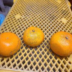 【値下げ】5kg　伊木力佐瀬みかんの画像