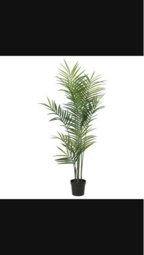 IKEA フェイクグリーン 観葉植物 ケンチャヤシ
